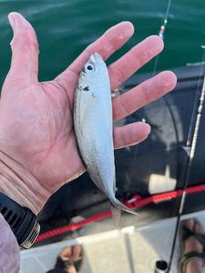 Atlantic Horse Mackerel
