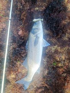 European Bass (Seabass)
