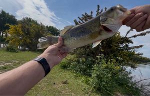 Largemouth Bass
