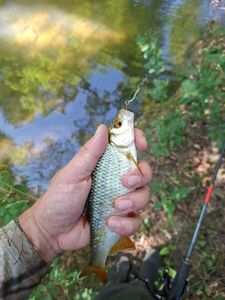 Roach