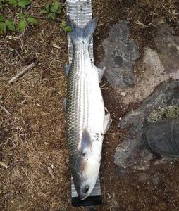 Thicklip Grey Mullet