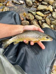 Brown Trout