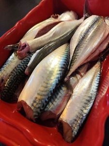 Mackerel