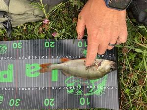 Yellow Perch