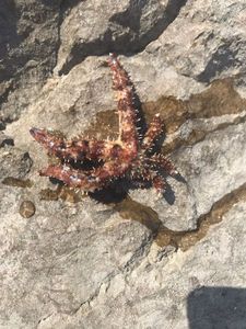 Etoile de mer
