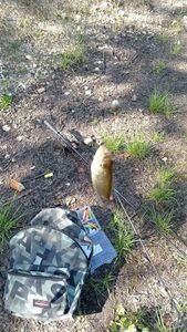 Largemouth Bass