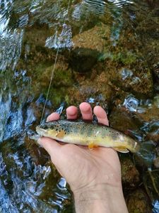 Brown Trout