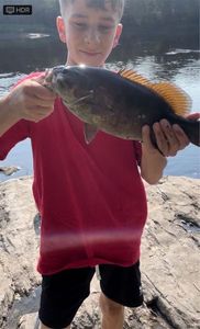 Smallmouth Bass