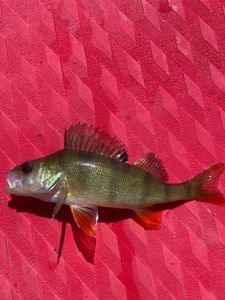 European Perch