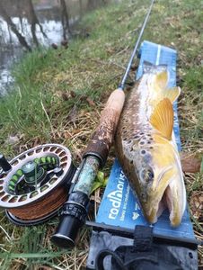 Brown Trout