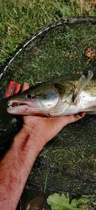 Zander