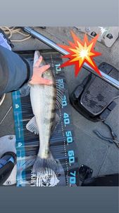 Zander
