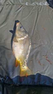 Mirror Carp