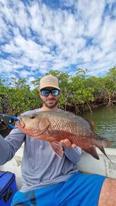 Mangrove Red Snapper