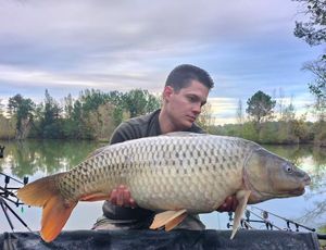 Common Carp