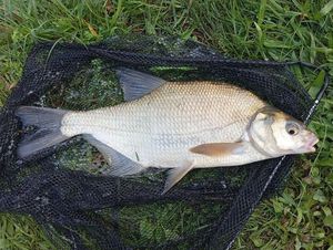 Common Bream