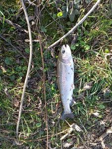 Rainbow Trout