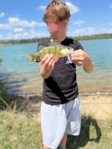 European Perch