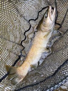 Brown Trout