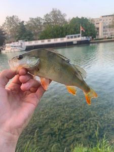 European Perch