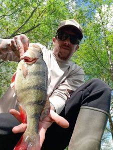 European Perch