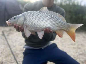 Common Carp