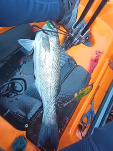 European Bass (Seabass)
