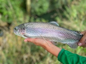 Rainbow Trout