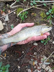 Brown Trout