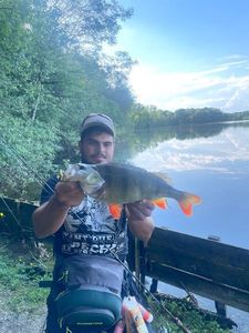 European Perch