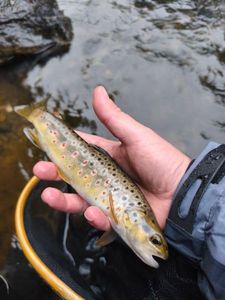 Brown Trout