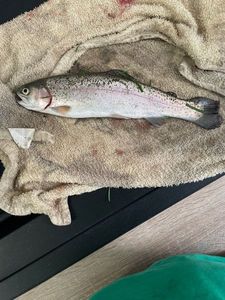 Rainbow Trout