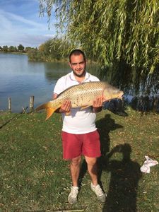 Common Carp