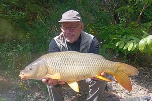 Common Carp
