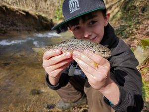 Brown Trout