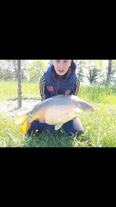 Mirror Carp