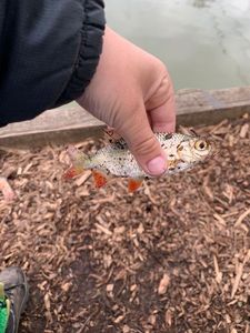 Roach