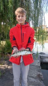 Zander