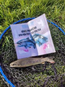 Brown Trout