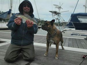 Zander