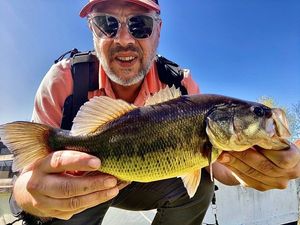 Largemouth Bass