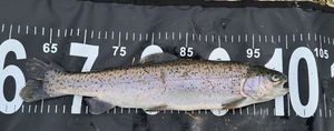 Rainbow Trout