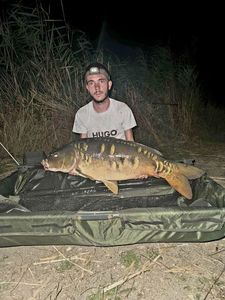 Mirror Carp