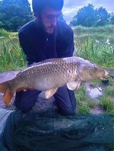 Common Carp