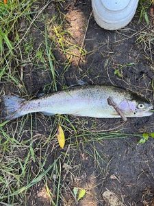 Lake Trout