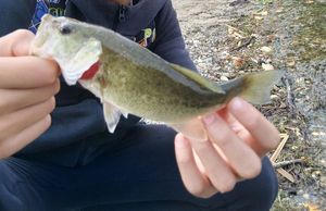 Smallmouth Bass