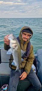European Bass (Seabass)