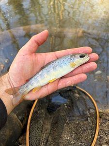 Brown Trout