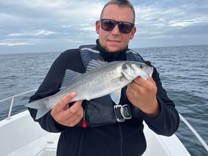 European Bass (Seabass)