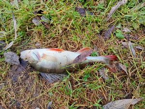 European Perch